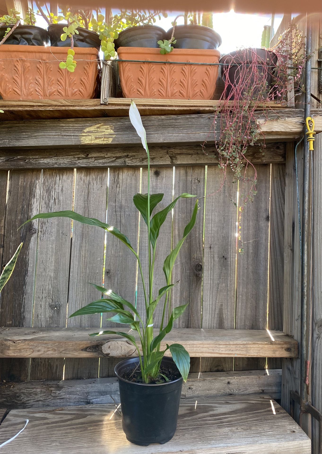 Indoor Peace lily Plant
