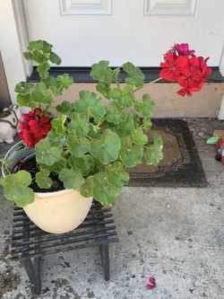 Red and Pink Geraniums Flowers Plants