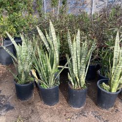 Snake Plants