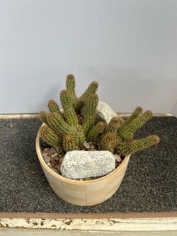 potted arrangement features Peanut Cactus