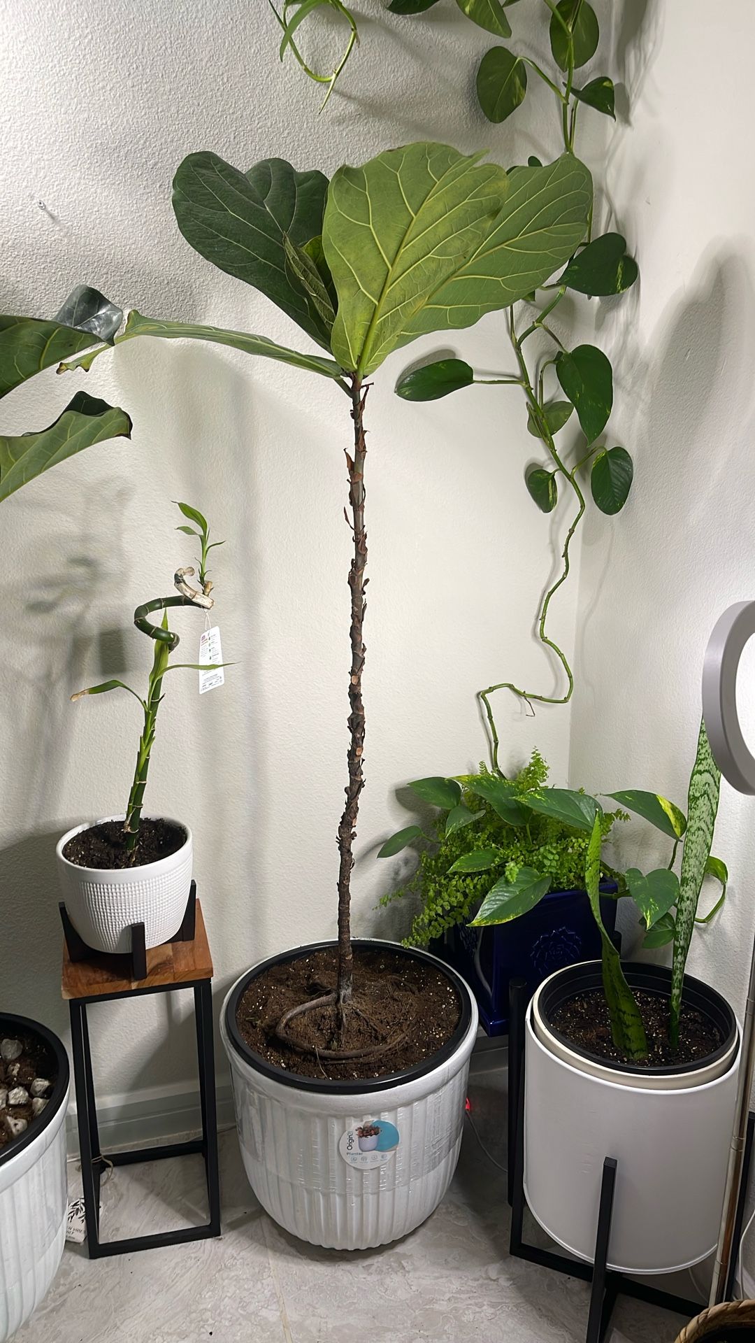 The fiddle-leaf fig (Ficus lyrata) Indoor Plant