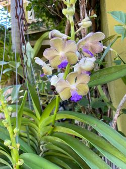 Blooming Vanda orchid