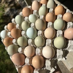 Organic Eggs