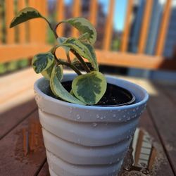 Peperomia Indoor Plant Live 