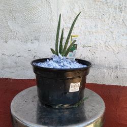 Aloe Vera Plants 