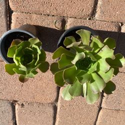 Succulent rossette plants 