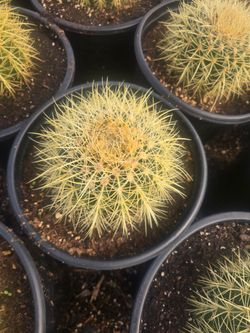 Golden Barrel Cactus