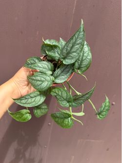 4” monstera siltepecana