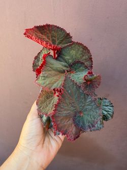 4” begonia rex