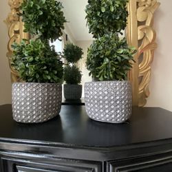 Very  Nice 2 Pots With  Plants 