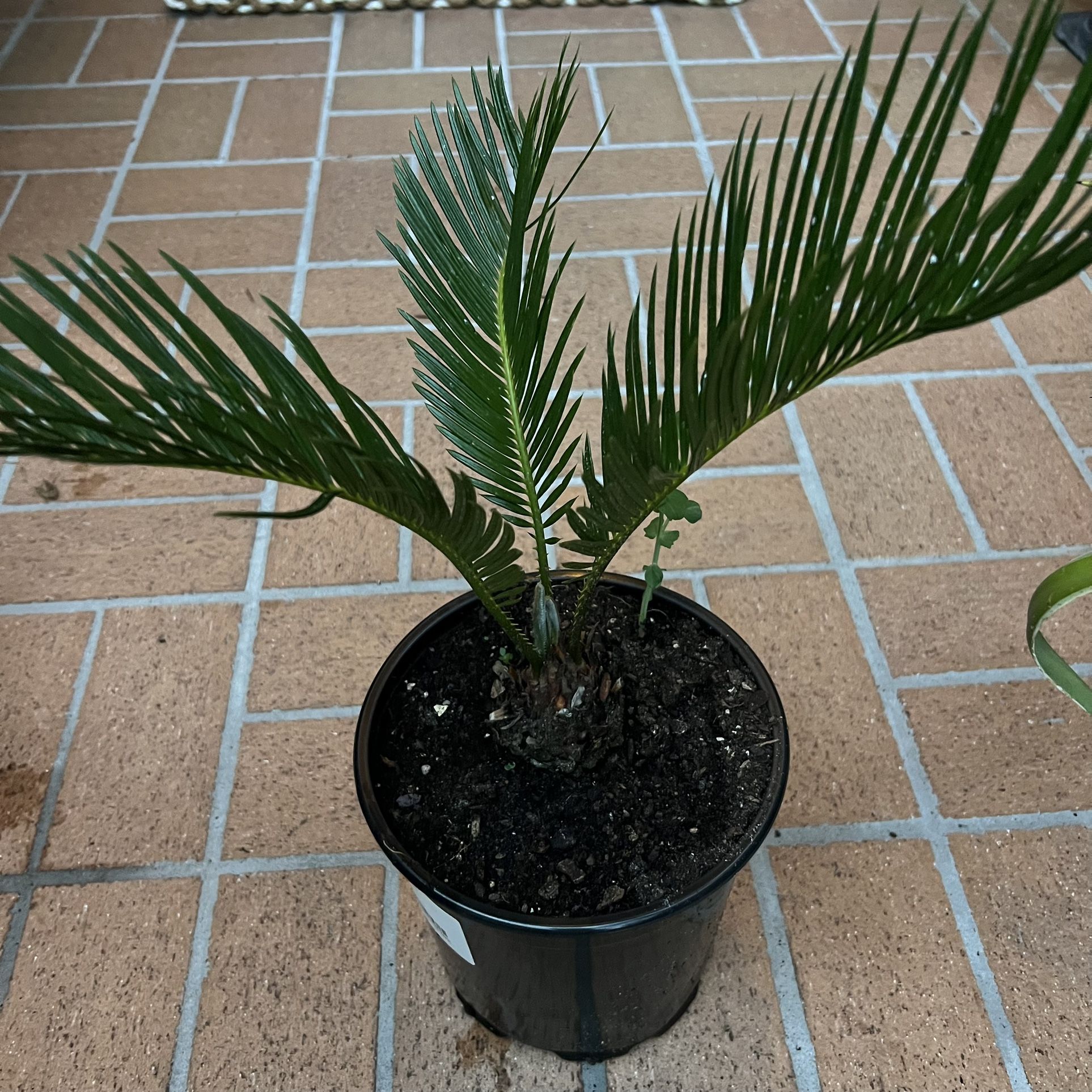 Sago Palm 🌴