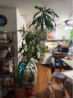 Mature Plant! Dracaena Fragrans (Mass Cane/Corn Plant)