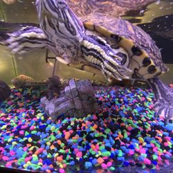 Red Eared Slider Turtle With Tank, New Filter Etc.