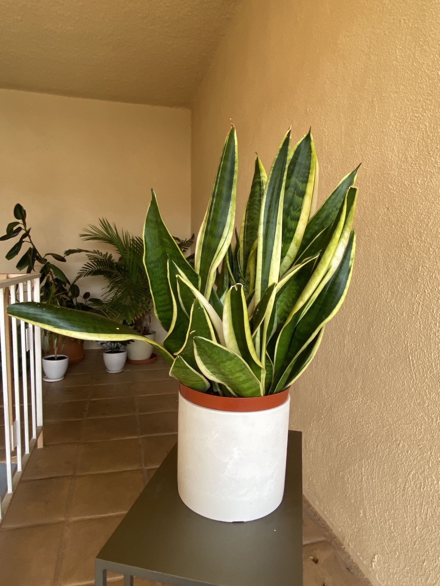Snake Plant w/ Decorative Pot – Easy Care