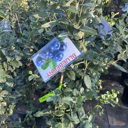 Blueberry Plants (Arándanos Planta)