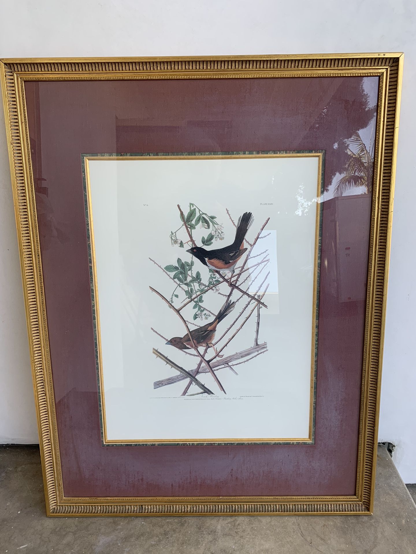 Audubon Framed Print
