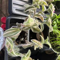 Bunny’s Foot  2 Inch Pot Fully Rooted