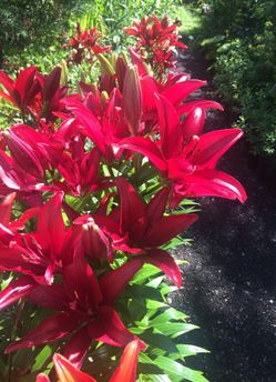 Asiatic lilies!