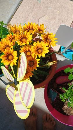 Flower plant