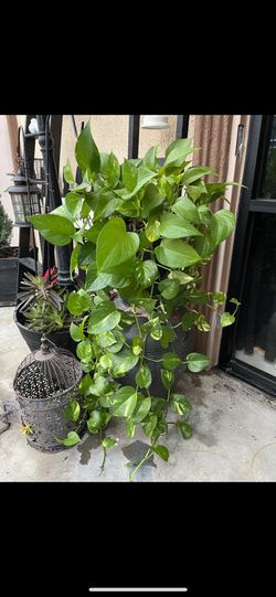 Pothos Plant