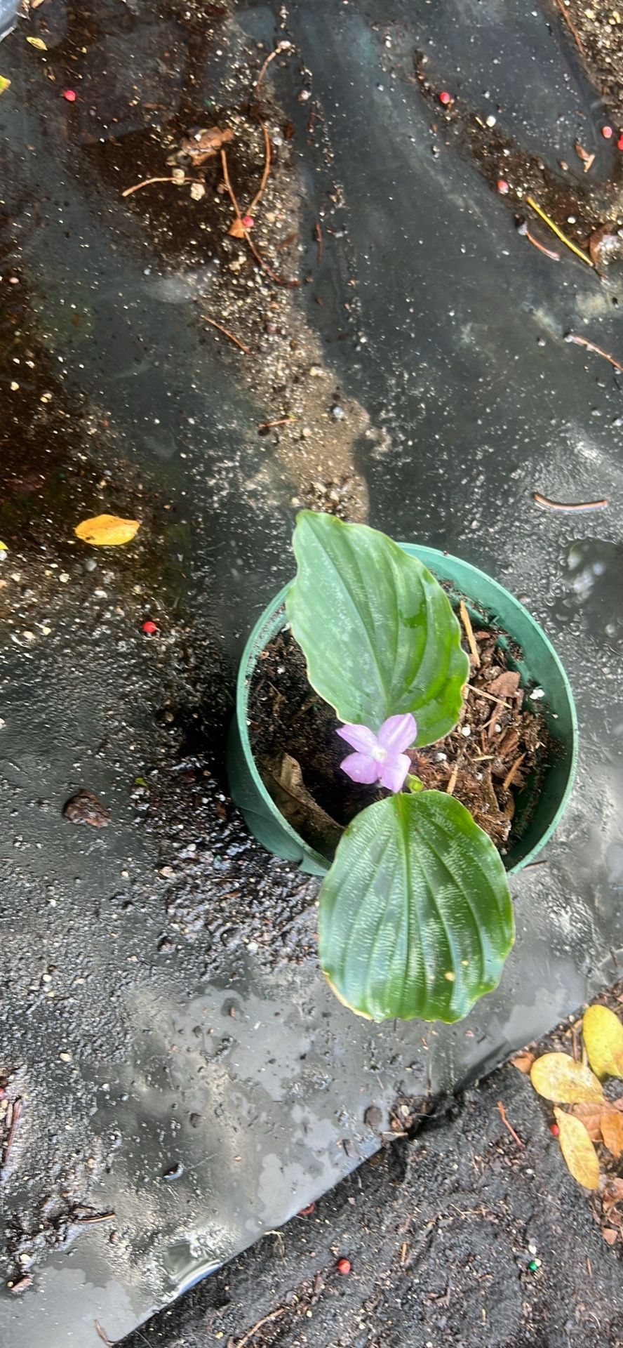 Flower Peacock Plant Available 6”