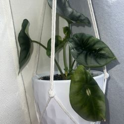 Plants For Sale 