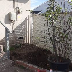 Apple Tree Already Barring Fruit 