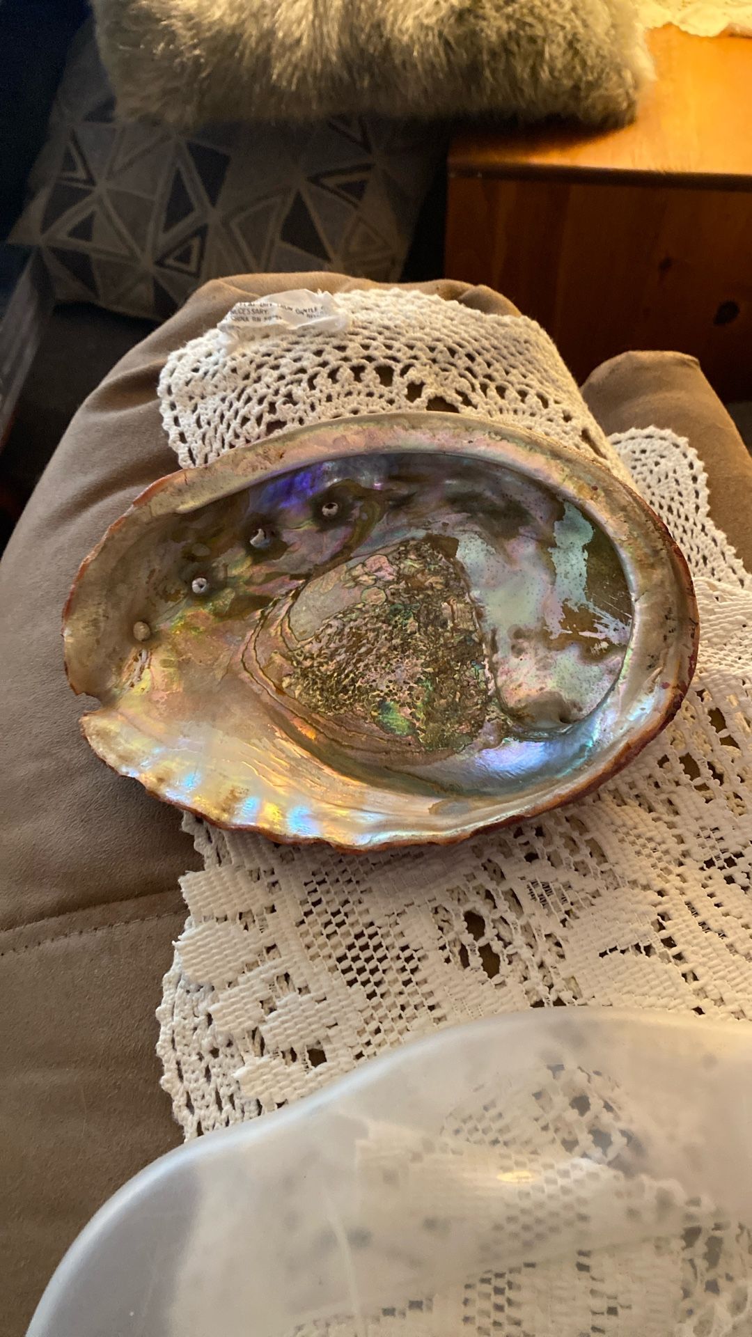 Abalone Shell