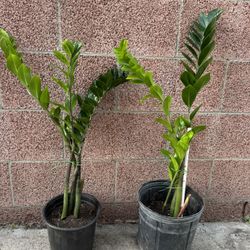 Zz Plant 25$ Each