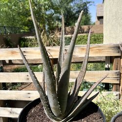 Aloe Barbadensis 