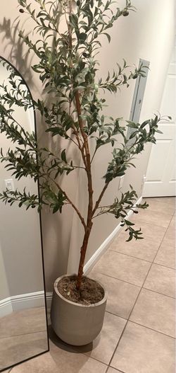Olive tree