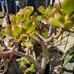 Jade Plant 