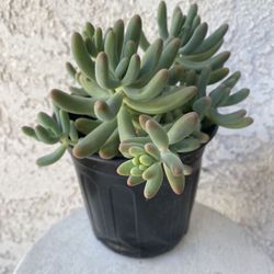 1 Gallon Pot Succulent Plant - Sedum Pachyphyllum Rose  - Sedum Pachyphyllum Rose -Jelly Beans - Rooted & Established - Drought Resistant - 🪴 