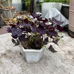 Plant