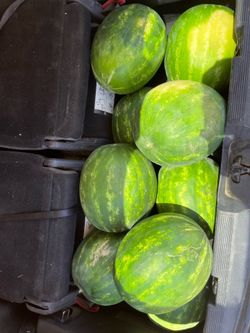 Watermelon