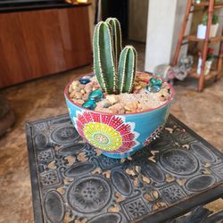 Mexican Fencepost  Cactus In 6in Ceramic Pot With Sand Stones And Sparkles 