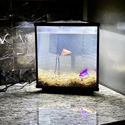 Fish Tank With Filter And Decorations