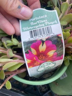 Pursulane/portulaca flowers plants