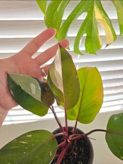 Philodendron Red Anderson plant