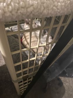 Cat cage