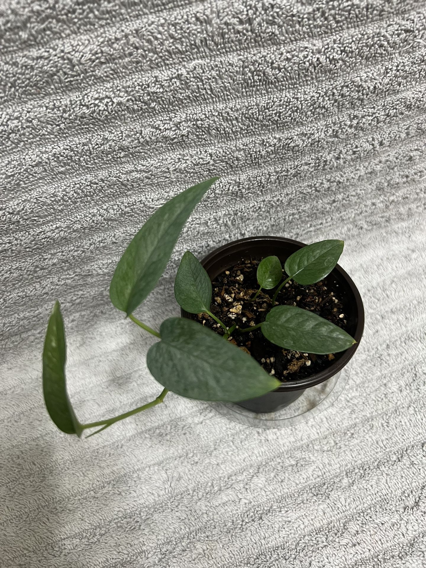 Indoor Live Plant 