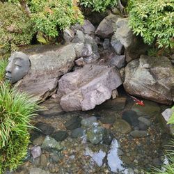 Pond Maintenance 