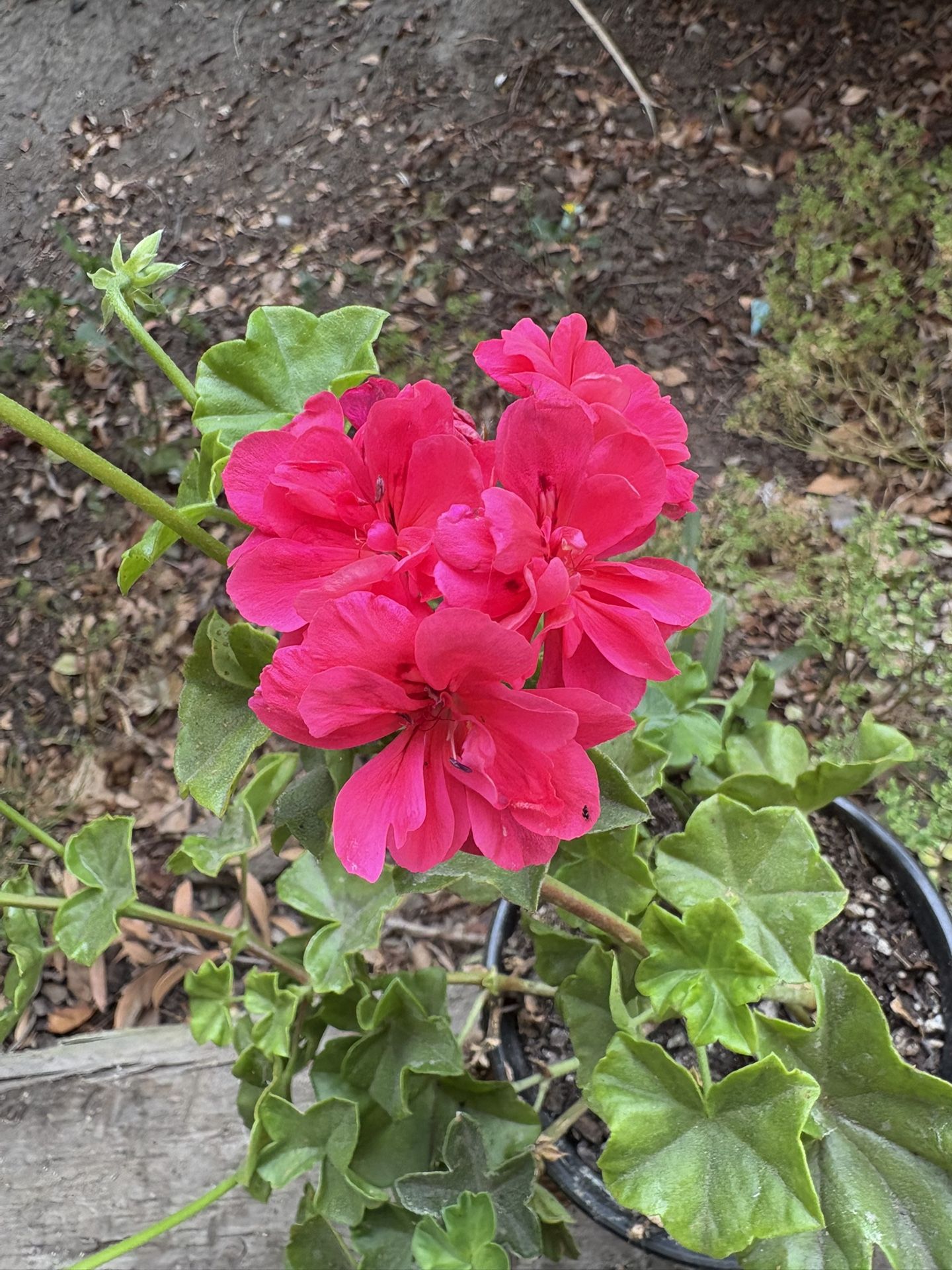 Geranio Rosa Con Doble Flor 