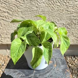 Pothos Marble Queen