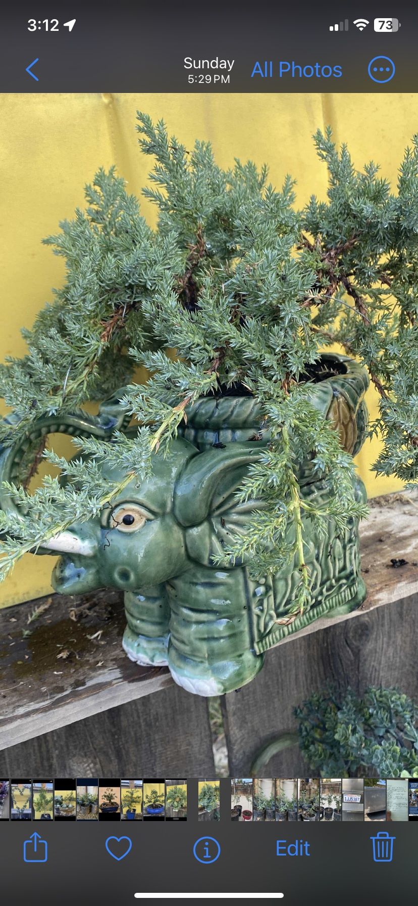 Bonsai Miyagi Style Planted In Elephant Pot $95