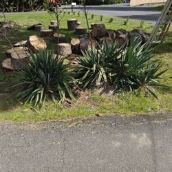 YUKKA PLANTS