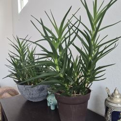 Climbing Aloe 