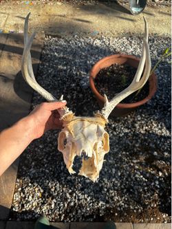 Deer skull