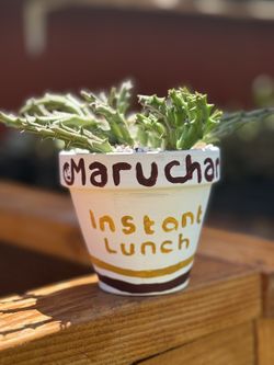 Succulent