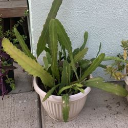 Dragon Fruit Plant 🌱 🐉